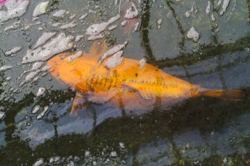 japanese koi fish in pond