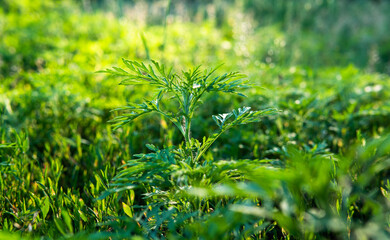 Ragweed - allergy causing grass. Ragweed Allergies in dogs, symptoms & treatment
