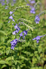 Veronica teucrium