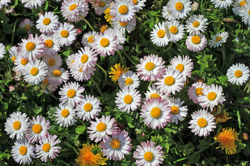 Bellis perennis © ilonal