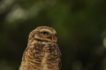 Athene cunicularia