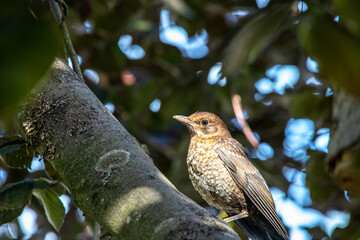 Junge Amsel sitzt in Rotbuche
