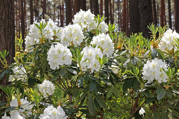 Rhododendron in spring.