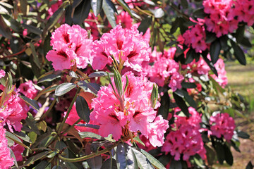 Rhododendron in spring