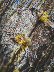 tree bark texture and green mushrooms