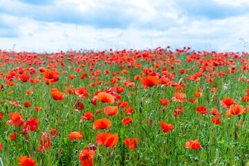 Fototapeta na wymiar Red poppy flower field. Beautiful natural landscape