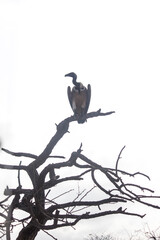 Big Young wild vulture sitting on a dry branch in summer season silhouette , Biggest in the world living Vultures in natural habitat