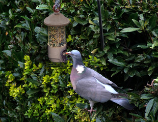 Obraz premium Wood pigeon feeding from bird feeder