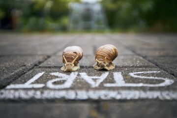 Racing snails in front of start line - obrazy, fototapety, plakaty