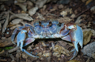 Un crabe terrestre des Seychelles