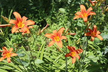 Fototapeta premium Bright orange lilies bloom in the garden in summer