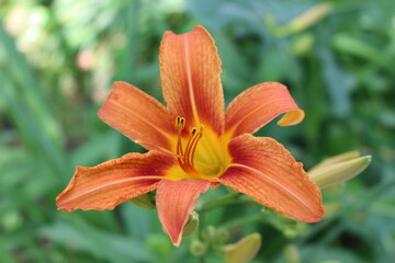 
Bright orange lilies bloom in the garden in summer