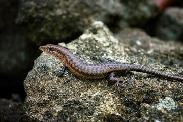 Un lézard sur un rocher