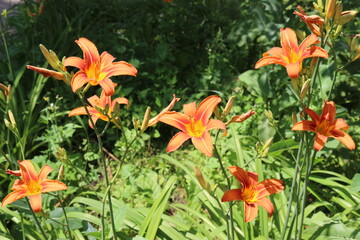 
Bright orange lilies bloom in the garden in summer