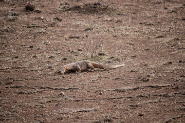 A young komodo dragon in dry forest eating hunt, Biggest in the world living lizard in natural habitat