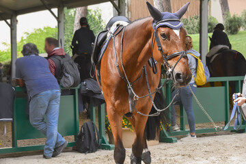A keeper holds the reins of a sorrel mare before an equestrian competition. Horse in the foreground