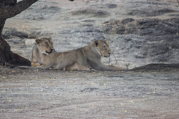 Two asiatic lioness sitting under a tree in summer season in India