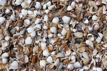 Seashells Background. Seashells in a sand.