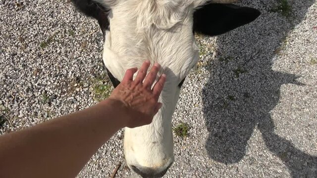Fethiye, Turkey - 9th of June 2020: 4K Tender cow comes up and asks for petting
