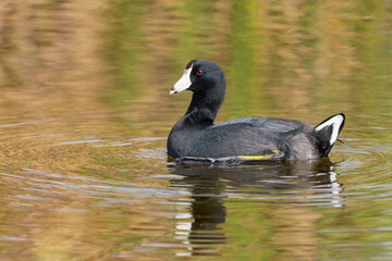 American Coot swimming