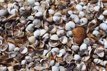 Seashells Background. Seashells in a sand.