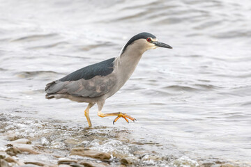 Black crowned Night Heron fishing