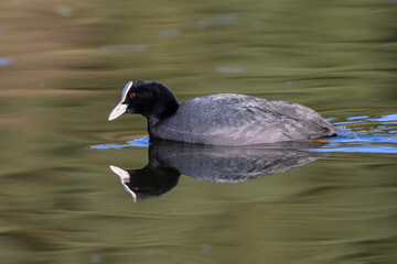 An adult european Common Coot