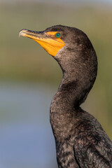 Double crested Cormorant portrait