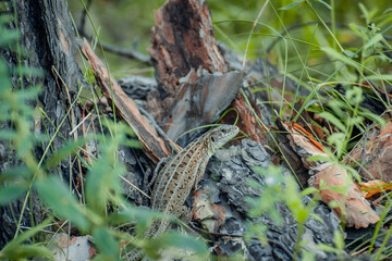 The sand lizard (Lacerta agilis) on a wooden beam in the grass. Green lizard close up.