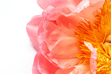 Fresh beautiful coral peony close up on the white background
