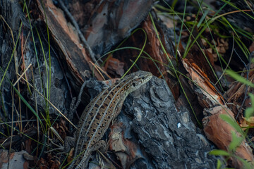 The sand lizard (Lacerta agilis) on a wooden beam in the grass. Green lizard close up.