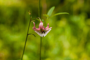 White butterfly sits on a beautiful flower