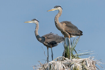 Great Blue Heron chicks on nest site