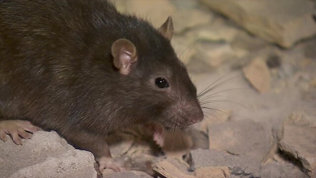Big black rat close-up froze in the ruined building