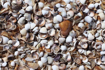 Seashells Background. Seashells in a sand.