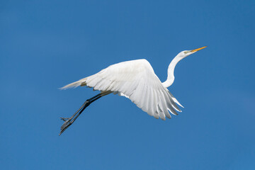 Great Egret in flight