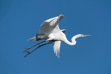 Great Egret in flight