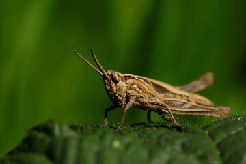 grasshopper close-up
