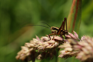 Cricket on grass