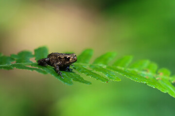 Baby Toad on Leaf