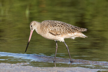 Marbled Godwit searching for food