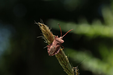 Leatherbug