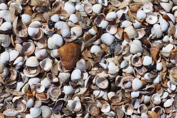 Seashells Background. Seashells in a sand.