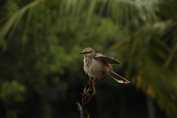 Mimus saturninus