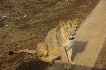 Obraz premium A beautiful queen of forest Asiatic lioness in forest 