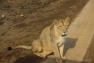 Obraz premium A beautiful queen of forest Asiatic lioness in forest 