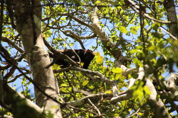 Alouatta