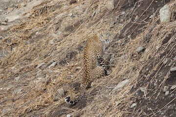 Young leopard merged with dry grass in forest 