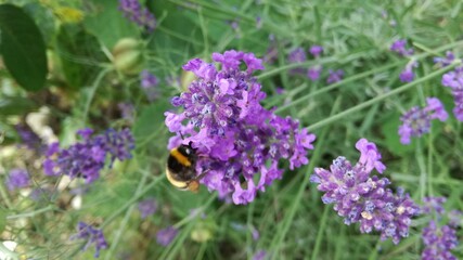 Im Sommer blüht uns was