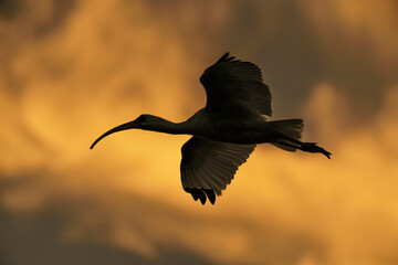 White Ibis RETURNING TO ROOST AT SUNSETR